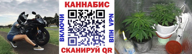 наркота  Кинель  Канабис сатива 